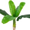 Northlight 4' Artificial Tropical Banana Tree in a Clay Pot - 4 of 4