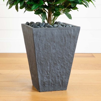 57-inch Green Bay Leaf Cone Topiary Tree in Gray Clay Planter