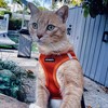 Voyager Step-In Air Dog Harness for Small and Medium Dogs - 4 of 4