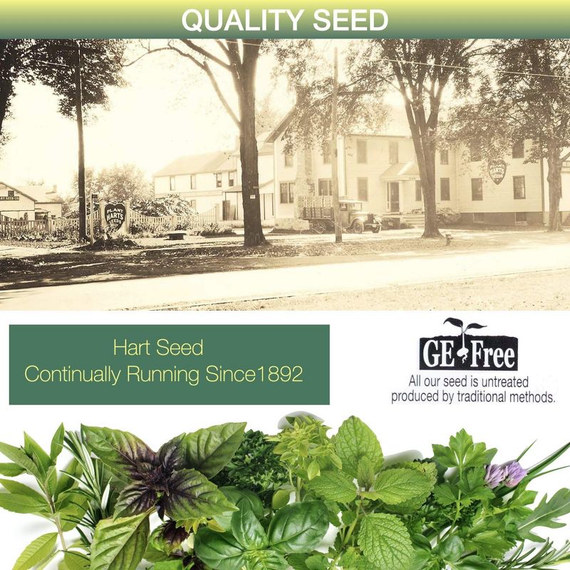 Window Garden Herb Seeds - 10 Popular Varieties For Indoor Or Outdoor Planting, 3 of 4