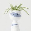 Halloween It's Giving Ghoul Mummy Live Houseplant - Good Little Garden™ - 2 of 4
