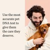 Wisdom Panel Complete:Comprehensive Cat DNA Test kit for 45 Health Genetic Health Conditions,70+Breeds and populations,25+Traits, Blood Type Pack of 1 - 2 of 4