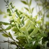 Sullivans Artificial Fern Twig Nest Wreath - 2 of 3
