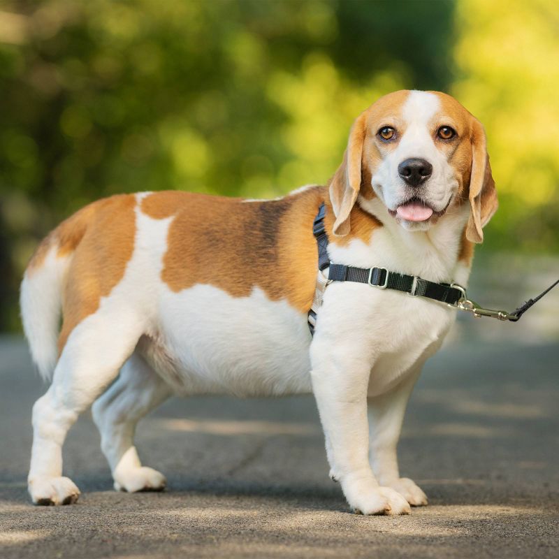 PetSafe Easy Walk Adjustable Dog Harness, 3 of 9