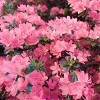 2.25gal Pink Pearl Azalea Plant - Vibrant Spring Blooms, Glossy Foliage, Ideal for Garden Beds & Borders: Everblooming, Perennial Shrub for Shade - 4 of 4