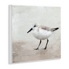 Stupell Industries Lone Sandpiper Bird Portrait, 12" x 12" - 3 of 4