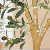 9Ft Artificial Olive Tree, Fake Olive Trees for Indoor, Artificial Plants with Natural Wood Trunk and Lifelike Fruits for Home Office Decor - 4 of 4