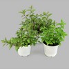 Burpee Herb ' Spearmint' 1pc Seasonal Grown In All U.S.D.A. Hardiness Zones National Plant Network 4" - 2 of 4