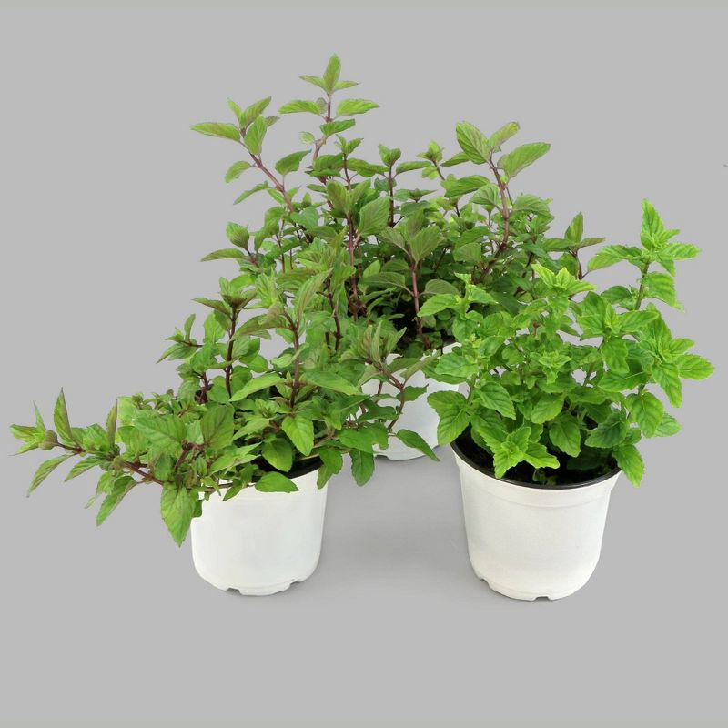 Burpee Herb &#39; Spearmint&#39; 1pc Seasonal Grown In All U.S.D.A. Hardiness Zones National Plant Network 4&#34;, 3 of 8