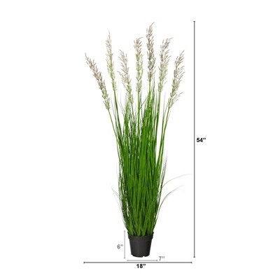 Elegant Outdoor 50'' Plume Grass in Nursery Planter
