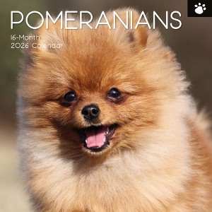 2026 Square Wall Calendar, Pomeranian, 16-Month Animals Theme with 180 Reminder Stickers (12x12 In) - 1 of 4
