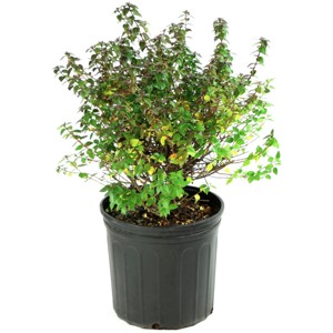 Abelia 'Rose Creek' 1pc: Evergreen Shrub, White Blooms, National Plant Network 2.25gal - 1 of 3