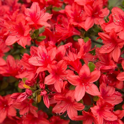 Azalea 'Red Formosa' 2.5qt U.S.D.A. Hardiness Zones 8-9 - 1pc - National Plant Network