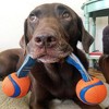 Chuckit Chuckit Ultra Duo Tug - Medium (2.25") - 4 of 4