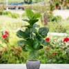 Floral Home 40" Fiddle Leaf Fig Tree in Pot - 1-Piece - 3 of 4