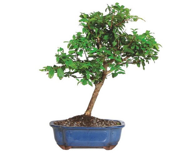 Large Jaboticaba Indoor Live Houseplant Brussels Bonsai | Desertcart  Maldives