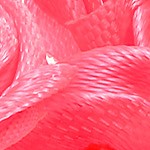 rose red