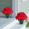 Puleo 19" Pre-Lit Battery-Operated Artificial Potted Red Poinsettias - 4 of 4