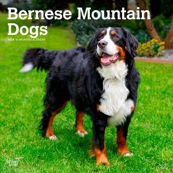 Browntrout 2024 Wall Calendar 12"x12" Bernese Mountain Dogs