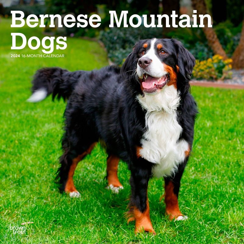 Browntrout 2024 Wall Calendar 12&#34;x12&#34; Bernese Mountain Dogs, 1 of 5
