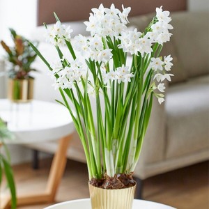 10ct Narcissus Paperwhite Kit Ziva with Iron Brass Fluted Pan Planter - Van Zyverden - 1 of 3