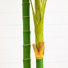 Artificial Palm Tree 8FT Indoor, Golden Cane Silk Tree with Planter, Realistic Faux Palm Plant for Home Decor - 4 of 4