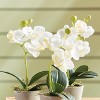Plum & Post Mini Phalaenopsis 9" Potted Set of 12 - 3 of 3