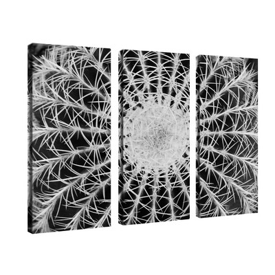 Trademark Fine Art - Barrel Cactus by Kurt Shaffer-14x32 Ready to Hang Art