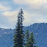 rustic plank white narrow