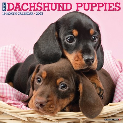 2022 Wall Calendar Just Dachshund Puppies - Willow Creek Press