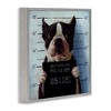 Stupell Industries Boston Terrier Jail Convicted Mugshot, 24" x 24" - 3 of 4