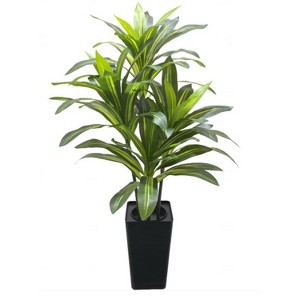elephant ear plant black stem Black Beauty Elephant Ear