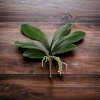 Floral Home 17" Phalaenopsis Leaf 6 Clusters Leaf - 12-Piece - 2 of 4