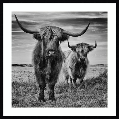 Portrait Of A Highland Cow By Dorit Fuhg Unframed Wall Canvas