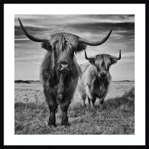 33" x 33" Highland Cow Couple by Stephane Pecqueux: Black & White, Modern Decor, Amanti Art - 1 of 4