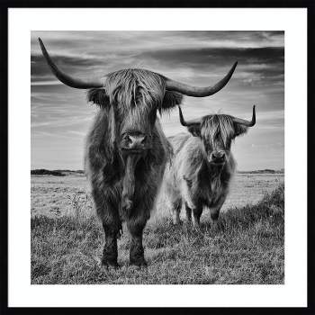 33" x 33" Highland Cow Couple by Stephane Pecqueux Wood Framed Wall Art Print - Amanti Art