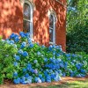 Van Zyverden Hydrangea Nikko Blue 4" Potted Rocketliners Blue Hydrangea in Nursery Pot - 2 of 4
