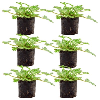 Soil Sunrise Live Citronella Geranium Plant Plugs, Pelargonium Citronella Scented Seedlings