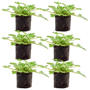 Soil Sunrise Live Citronella Geranium Plant Plugs, Pelargonium Citronella Scented Seedlings - 1 of 4