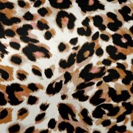 neutral shadow cheetah