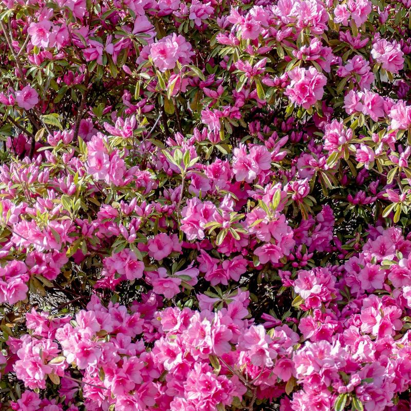 2.25gal Pink Ruffles Azalea Plant with Pink Blooms - National Plant Network, 4 of 6
