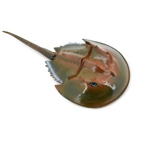 Collectible Wildlife Gifts | Crab, Horseshoe Crab, Museum Quality, Hand Painted, Rubber Crustacean, Realistic Toy Model, Gift,  6"   CH467 BB151 - 1 of 4