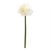 Amaryllis Elegance – Set of 6 - 2 of 2