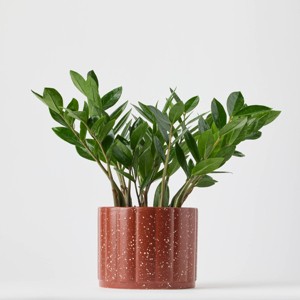 Holiday Evergreen Winter Live Plant(It May Vary) - Good Little Garden™ - 1 of 4