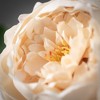 Sullivans Artificial Champagne Pink Peony Spray 24"H - 2 of 2