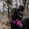 The Worthy Dog Buffalo Check Plaid Classic Square Tie-On Bandana - 3 of 3