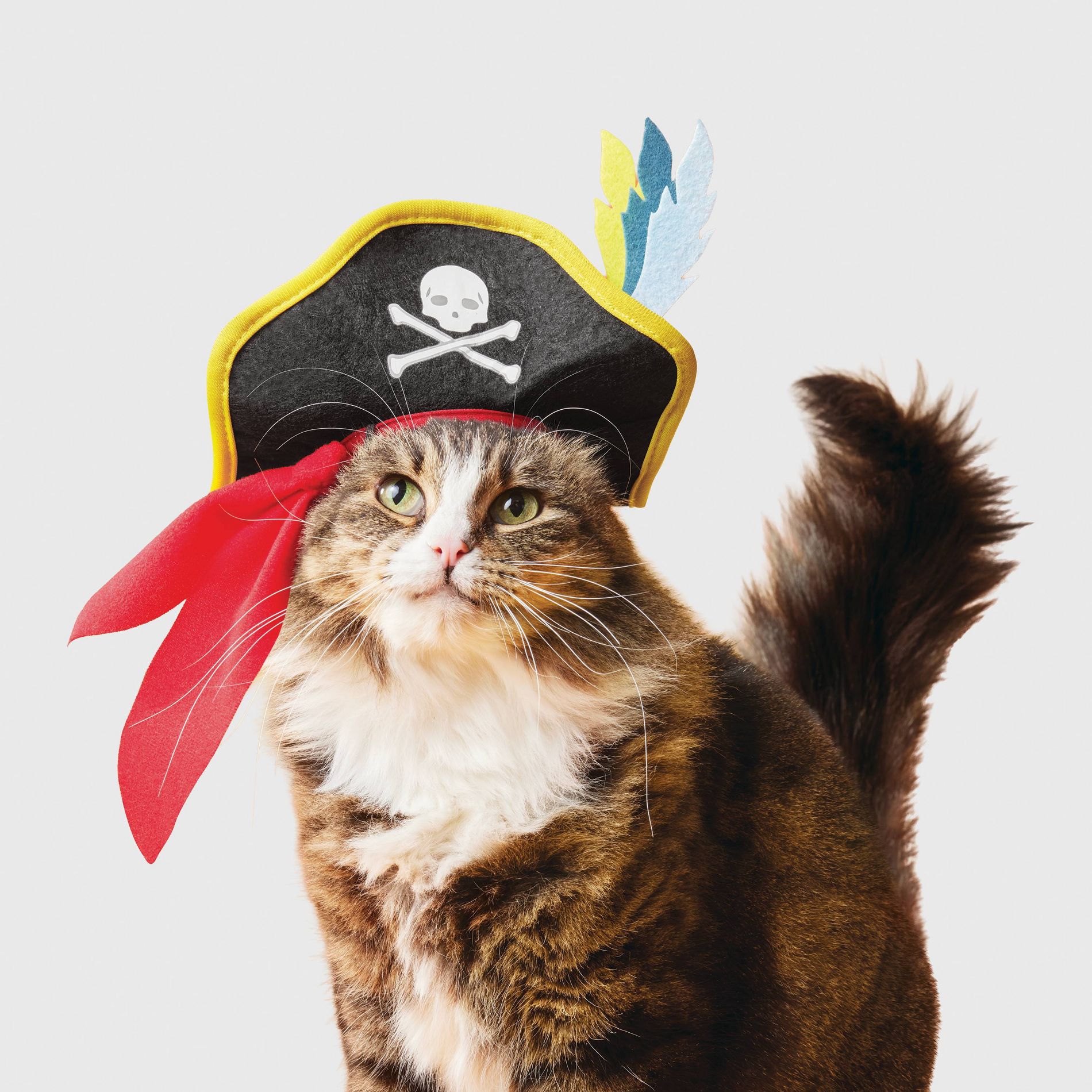 Pirate Cat Headpiece Costume - Boots & Barkley™ Black One Size Fits Most