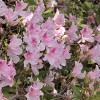 Azalea 'George L. Tabor' 2.25gal U.S.D.A. Hardiness Zones 8-9 - 1pc - National Plant Network: Sun/Shade Tolerant, Nursery Pot - 2 of 3