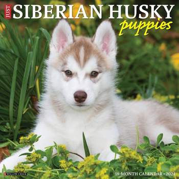 Willow Creek Press 2024 Wall Calendar 12"x12" Just Siberian Husky Puppies