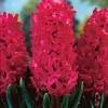 Van Zyverden 10ct Bulbs Hyacinths Jan Bos - 2 of 4